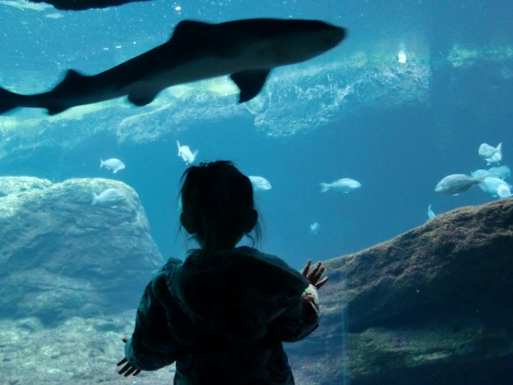 Ammie as a Shark swims by